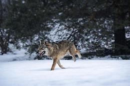 Cartolina? No, una foto: un lupo in mezzo alla neve in un giardino
