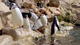 San Valentino sott&rsquo;acqua: all&rsquo;Acquario di Genova sboccia l&rsquo;amore&hellip; tra i pinguini