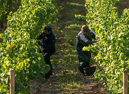 Lavoratori irregolari nelle vigne: firmato il nuovo accordo "anti sfruttamento" 