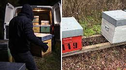&Egrave; tornato il ladro d&rsquo;api, otto alveari rubati