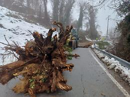 Strada sbarrata dall'albero: &laquo;Pensate cosa sarebbe successo se le scuole fossero state aperte...&raquo;
