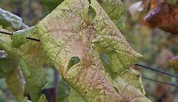 La Flavescenza dorata uccide i vigneti delle Langhe: come combatterla?
