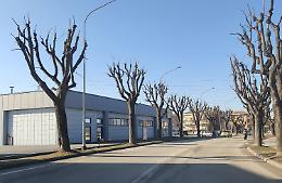 Via 13 tigli da via Cuneo: &laquo;Sono malati e rischiano di cadere. Abbattiamo in tutto 30 alberi&raquo;