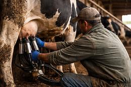 Latte in crisi, allevatori sotto pressione: &ldquo;Ora servono decisioni, non promesse&rdquo;