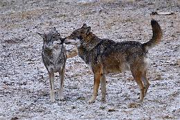 Non tutti i lupi tornano in natura&hellip; alcuni diventano "gli eroi" del Centro di recupero