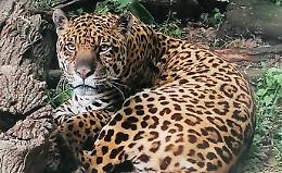 Regina oggi compie 24 anni: &egrave; il giaguaro pi&ugrave; longevo al mondo e vive nelle Langhe