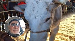 Un &ldquo;Bue assassino&rdquo; a Carr&ugrave;