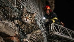 Il gatto rimane intrappolato nelle rete: lo salvano i Vigili del fuoco