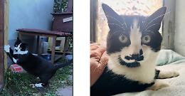 &laquo;Qualcuno ha visto Macchia?&raquo;: gatto smarrito in strada Gratteria