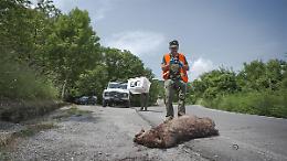 "Lupi nostri": tra chi li ama e chi li teme. Un film, per ricordare Mauro Fissore