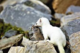 L&rsquo;ermellino, mascotte dei Giochi Olimpici, di Pelazza sull&rsquo;Associated Press
