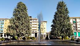 "I 10 condannati": a Cuneo sale la protesta, per difendere i grandi cedri dall'abbattimento