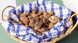 Tartufaie piemontesi, tornano i contributi regionali
