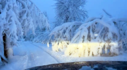 &laquo;Chi non taglia le piante pericolose sar&agrave; sanzionato&raquo;