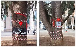 &laquo;I cedri di Cuneo danno ossigeno e tolgono smog: si pu&ograve; ancora tornare indietro&raquo;