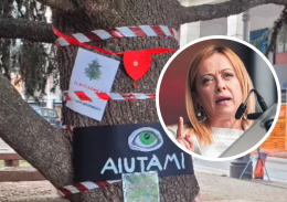 Gli ambientalisti scrivono alla Meloni: &laquo;Non si tagliano alberi senza validi motivi&raquo;