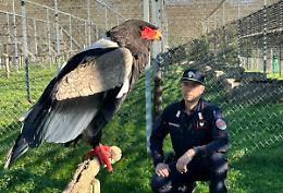 Oggi &egrave; la Giornata della natura selvatica: &laquo;Al lavoro ogni giorno, per proteggere gli animali&raquo;