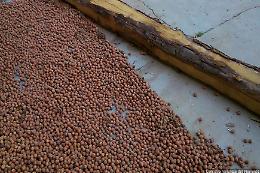 Cambiamenti climatici e parassiti: &egrave; crisi senza precedenti, per le nocciole in Piemonte