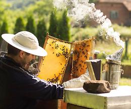 Tra gli alveari, alla scoperta del mondo delle api: in Piemonte esplode l'apiturismo