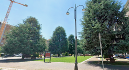 I cedri (per ora) sono salvi: oggi pomeriggio grande festa sotto gli alberi