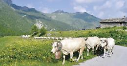 Le storie di una vita tra mandrie e montagna: un veterinario racconta il mondo degli allevatori