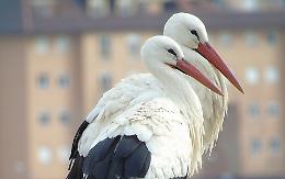 La cicogna bianca, tra mitologia e racconti, fino al suo ritorno in Italia