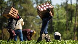 Lavoro agricolo: &laquo;Non confondiamo la stagionalit&agrave; con lo sfruttamento&raquo;