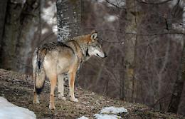 In Piemonte ci sono quasi 500 lupi, abitano il 75% del territorio regionale