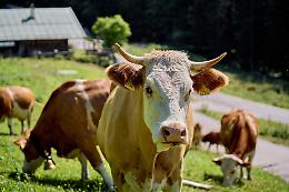 Crisi del latte: &laquo;Gli allevatori continuano a lavorare sotto il costo di produzione&raquo;