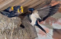 Aspettando le rondini: &laquo;Non distruggete i nidi sotto il tetto di casa!&raquo;
