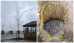 Al posto degli alberi malati, due nuovi platani sulla "Vetta delle Langhe"