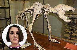 E&rsquo; una giovane archeologa il nuovo Conservatore del Museo civico
