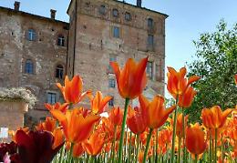 130 mila fiori, tra gli alberi secolari del giardino del castello: torna "Messer Tulipano"