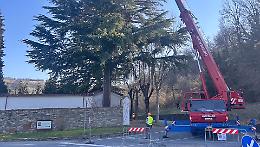 Intervento al cimitero: abbattuti due alberi