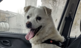 Rem&igrave; cerca casa: chi vuole adottarlo?