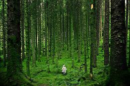 Giornate per le foreste, l'acqua e i ghiacciai: cosa resta il giorno dopo? Uncem: &laquo;Serve la politica&raquo;
