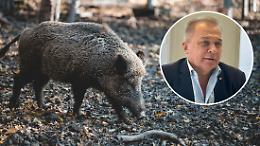 Peste suina, il Piemonte respira: l'Europa revoca le restrizioni in gran parte della regione