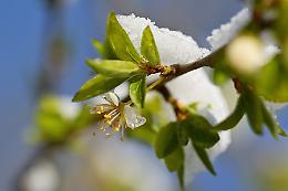 Gelate di primavera nel Cuneese: a rischio le gemme di kiwi, albicocco, pesco e susino