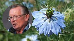 Da erbaccia a simbolo: un libro racconta la rinascita della Nigella