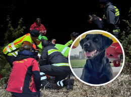 Si perde in montagna: ritrovato grazie al fiuto formidabile del cane "Ferro"