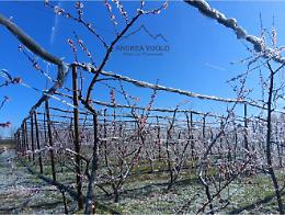 Gelate e temperature fino a -7 gradi, stanotte sul basso Piemonte: danni alle coltivazioni