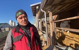 Venerd&igrave; a Crava i funerali dell'allevatore colpito da un toro nella sua azienda 