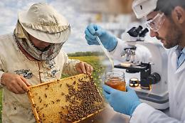 Un apicoltore e un chimico a confronto: il miele, alimento millenario, tra scienza e natura