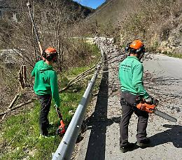 Partono le prime multe per chi non ha tagliato gli alberi lungo le strade
