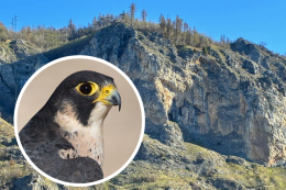 C'&egrave; un nido di falco pellegrino sulle rocce: vietato arrampicarsi sulla falesia di Andonno