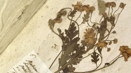 &ldquo;Memorie vive della natura&rdquo;: il viaggio affascinante tra erbari, tradizioni e racconti dimenticati