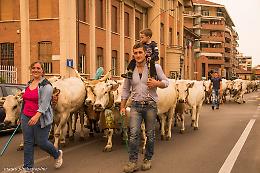 Campanacci, transumanza e oltre 100 animali nel cuore della citt&agrave;