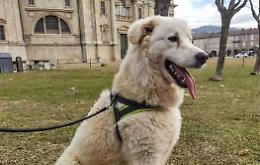 Crono cerca casa: un cuore grande, uno sguardo fiero