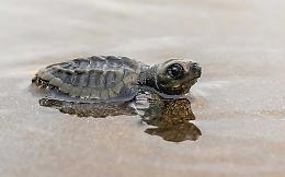 Pasqua, tempo di uova: sotto la sabbia ligure spuntano quelle delle tartarughe Caretta caretta