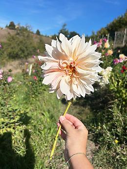 &laquo;Il nostro sogno? Trasformare il nostro paese nel paradiso delle dalie&raquo;